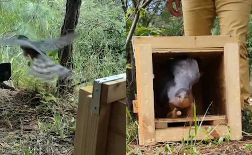 VIDEO: Liberan a gavilán de Cooper en área natural protegida de Oaxaca; ave se recuperó de una lesión en su ala derecha