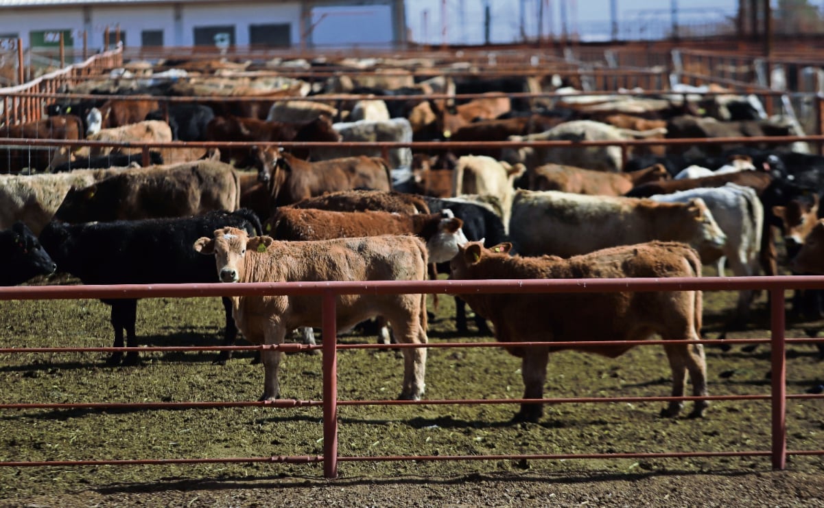 Sheinbaum affirms bilateral cooperation with US to contain screwworm outbreak and restore suspended Mexico-US livestock trade