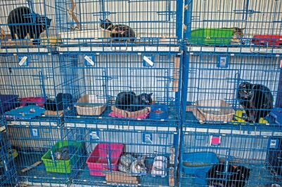 Mascotas maltratadas tienen otra oportunidad gracias a albergue