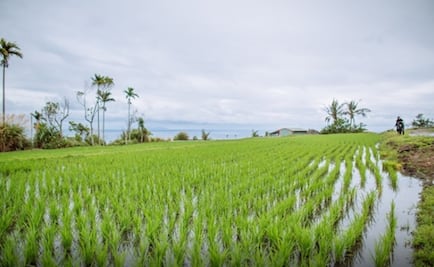 Científicos chinos han creado un arroz que puede crecer en agua salada