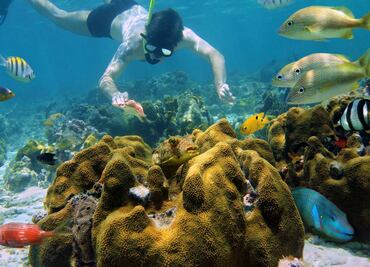 Cremas solares, amenaza para arrecifes de coral