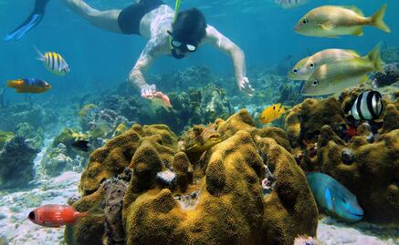 Cremas solares, amenaza para arrecifes de coral