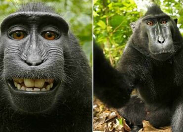 Mono logra ganancias por sus selfies; PETA alcanza acuerdo con fotógrafo