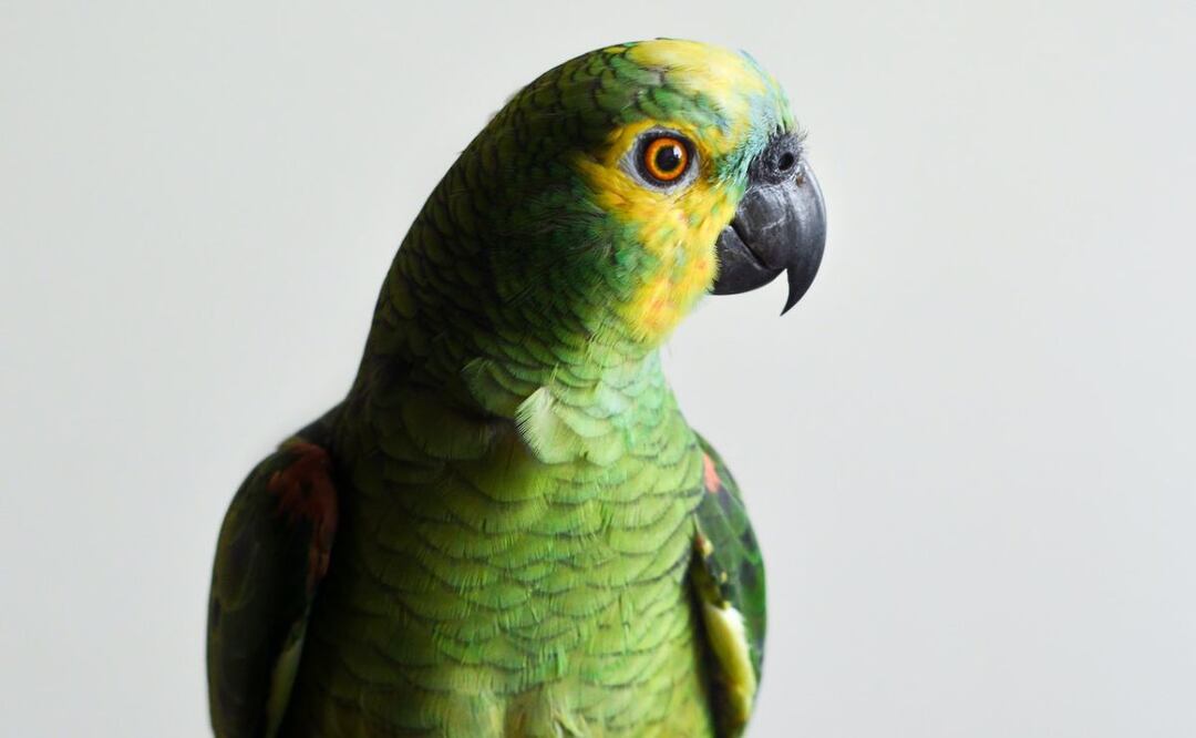 Loro. Fuente: Pexels