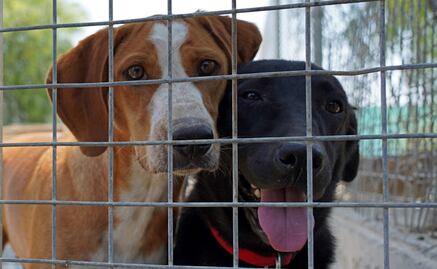En un año crece 24% número de mascotas abandonadas en Reino Unido