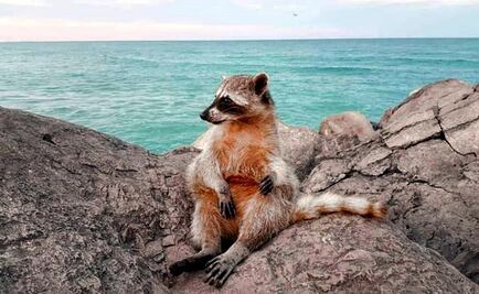 The adorable raccoons of Miramar beach in Mexico