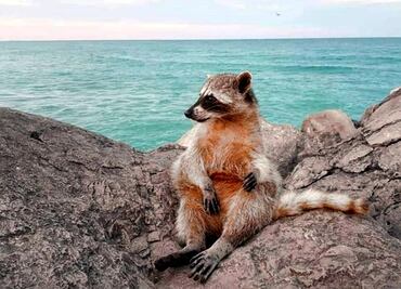 The adorable raccoons of Miramar beach in Mexico