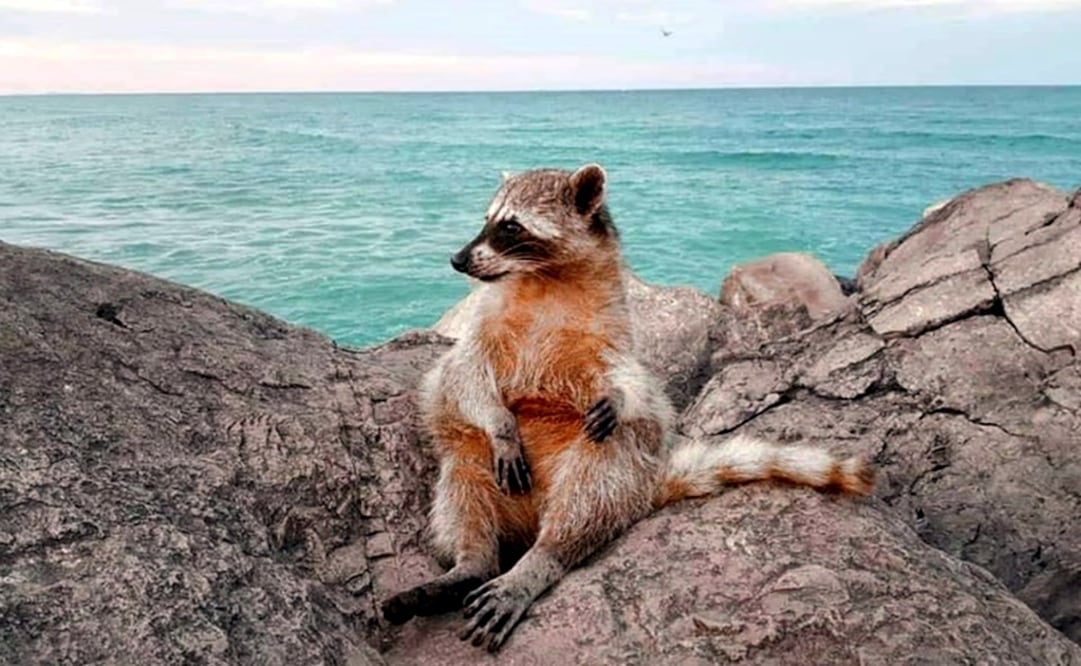 There are hundreds of raccons living at the Escolleras pier – Photo: Taken from Tampico-Madero Mx