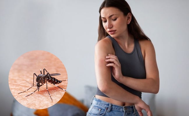 Aleja a los mosquitos durante la temporada de lluvias; descubre cómo preparar un repelente casero a base de menta