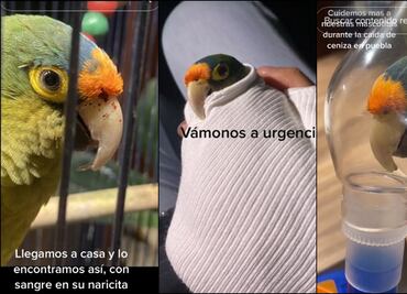 Conoce a "Coquito", el periquito que enfermó por la ceniza del volcán Popocatépetl