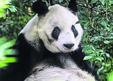 Xin Xin, la última panda chilanga; llega a los 35 años, superando el promedio de vida
