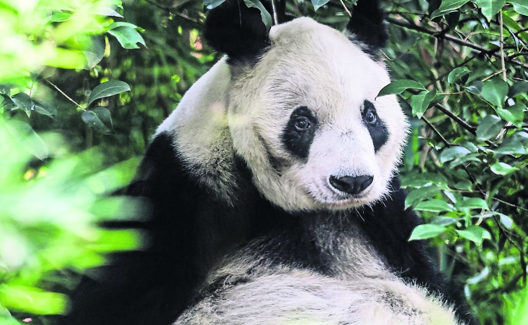 Xin Xin es uno de los seis ejemplares en el mundo que superó el promedio de vida de 30 años; adora columpiarse en su hamaca, así como subir y bajar por su escalera de troncos. Foto: de Gabriel Pano. El Universal
