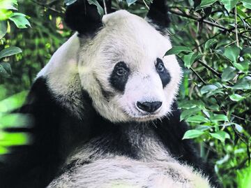 Xin Xin, la última panda chilanga; llega a los 35 años, superando el promedio de vida