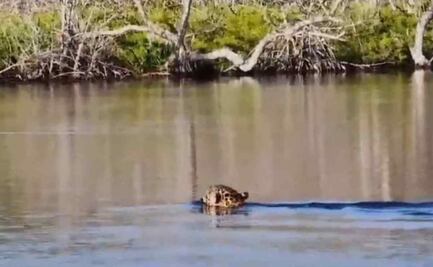 Avistan jaguar en reserva de Río Lagartos en Yucatán