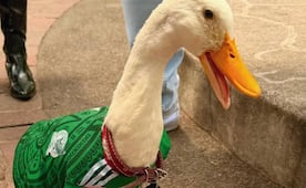 Pato Merlín ayuda a que su dueño y amigo supere la depresión: “Estar con él es pura felicidad, es algo mágico”