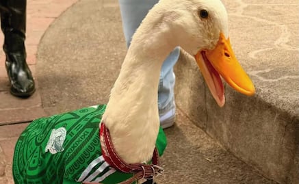 Pato Merlín ayuda a que su dueño y amigo supere la depresión: “Estar con él es pura felicidad, es algo mágico”