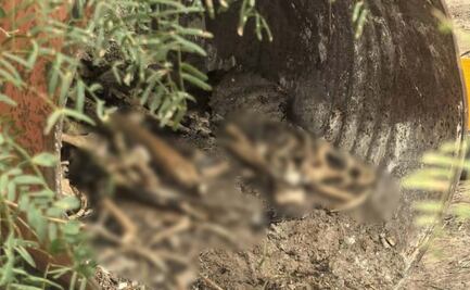 Colectivo "Amor por los desaparecidos" halla campo de exterminio en Reynosa, Tamaulipas