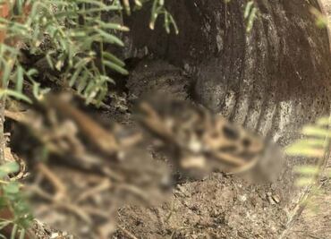 Colectivo "Amor por los desaparecidos" halla  campo de exterminio en Reynosa, Tamaulipas
