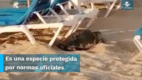 Tortuga golfina busca desovar entre camastros de zona hotelera en Los Cabos