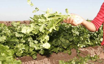 Descartan que cilantro poblano sea riesgoso para la salud