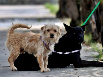 FOTOS: Hospital Veterinario de la CDMX, un oasis para lomitos y michis