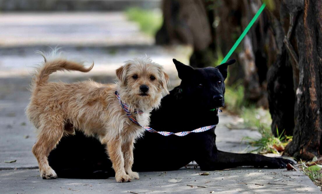 El Hospital Veterinario de la CDMX ha dado 55 mil 618 servicios a perros y gatos. Foto: Diego Simón Sánchez/EL UNIVERSAL