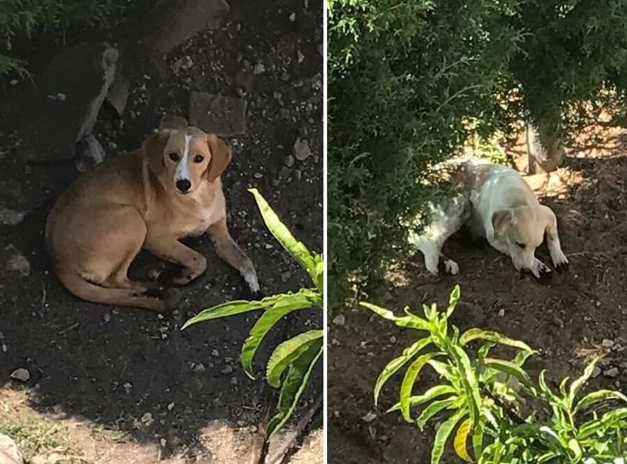 Una mujer del municipio tlaxcalteca de Ixtacuixtla produjo heridas en las patas de dos de sus perros como una forma de castigarlos por rascar en su jardín (Fotos: Facebook de Luis Lopez)