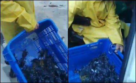 Descartan robo de crías de tortuga marina en playas de Cancún