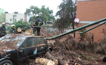 Lluvia derriba tres árboles en una Unidad Habitacional en Cuautitlán Izcalli