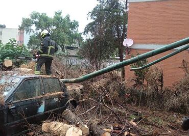 Lluvia derriba tres árboles en una Unidad Habitacional en Cuautitlán Izcalli