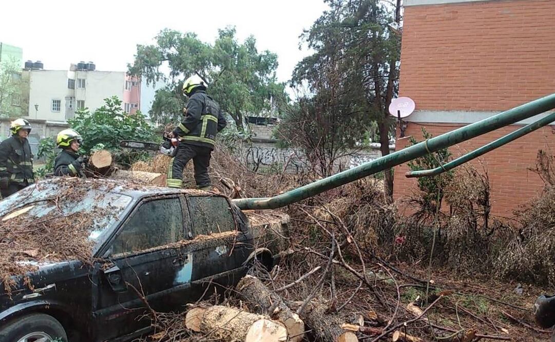 La lluvia registrada hoy derribó tres árboles en la Unidad Habitacional Infonavit Tepalcapa. Foto: especial