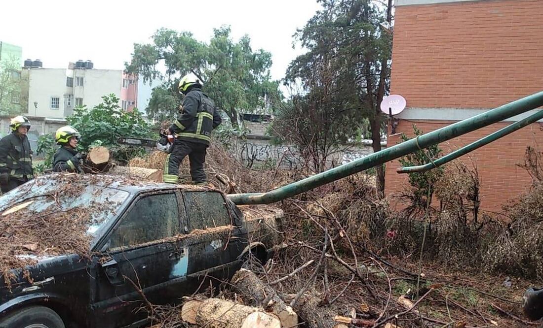 La lluvia registrada hoy derribó tres árboles en la Unidad Habitacional Infonavit Tepalcapa. Foto: especial