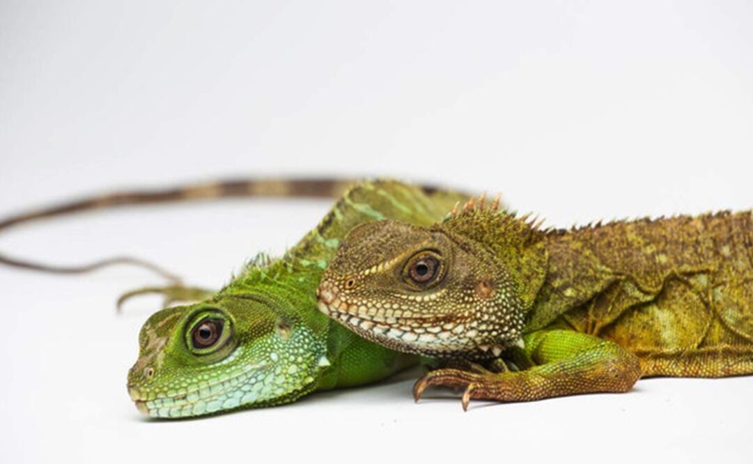 Foto: Smithsonian’s National Zoo