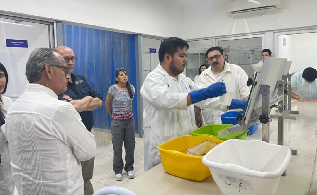Universidad de Yucatán impulsa mosquitos contra dengue en Yucatán; proyecto se expandirá a más estados
Foto: Especial.