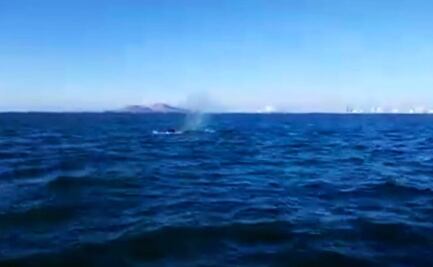 Ballena queda atrapada en redes de pescadores de Mazatlán; autoridades piden apoyo a especialistas 