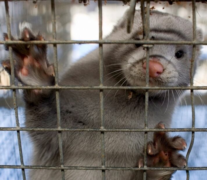 ¿El coronavirus se transmite de animales a humanos?