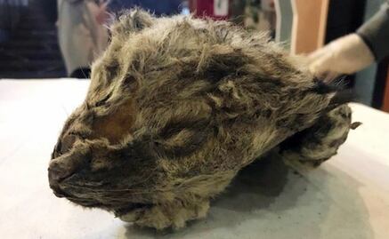 Hallan en Siberia restos de león prehistórico "perfectamente conservados"