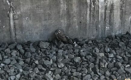 Rescatan un halcón de vías del Metro Guelatao