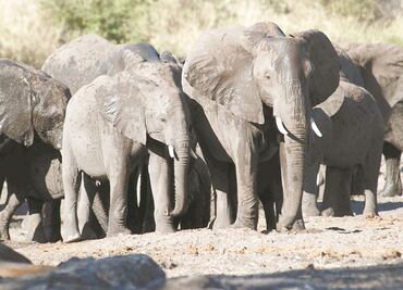Turista alemana muere aplastada por elefantes en Zimbabue