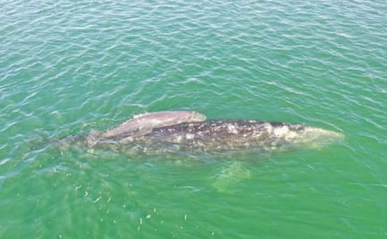 Inicia temporada de avistamiento de ballena gris en santuarios de El Vizcaíno; han sido vistos 127 ejemplares
