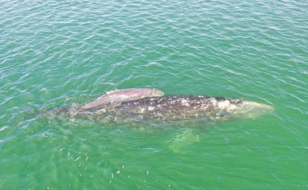 Inicia temporada de avistamiento de ballena gris en santuarios de El Vizcaíno (24/01/2026). Foto: Especial