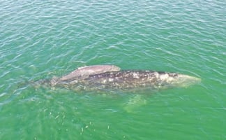 Inicia temporada de avistamiento de ballena gris en santuarios de El Vizcaíno; han sido vistos 127 ejemplares
