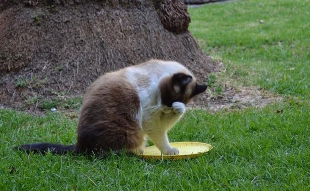 Foto: Twitter @SHCP_mx