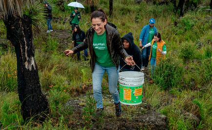 Iniciativa privada impulsa el cuidado de los bosques con campañas de reforestación