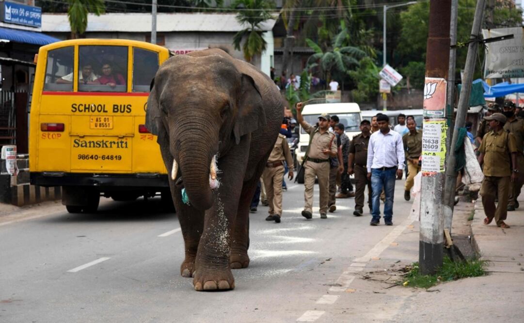 El elefante, un macho, procedía de una reserva vecina y deambuló el martes por la calle principal de Guwahati, en el estado de Assam (Fotos: AFP)