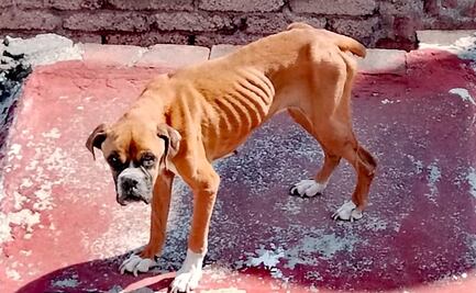Buscan 5 años de cárcel a quien abandone perros en azoteas