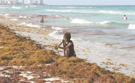 Prevén que llegue menos sargazo que en los últimos años