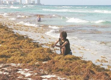 Prevén que llegue menos sargazo que en los últimos años