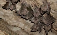 Avanza recuperación del murciélago orejón mexicano; colonia en Puebla incrementó diez veces su población, reporta Conanp