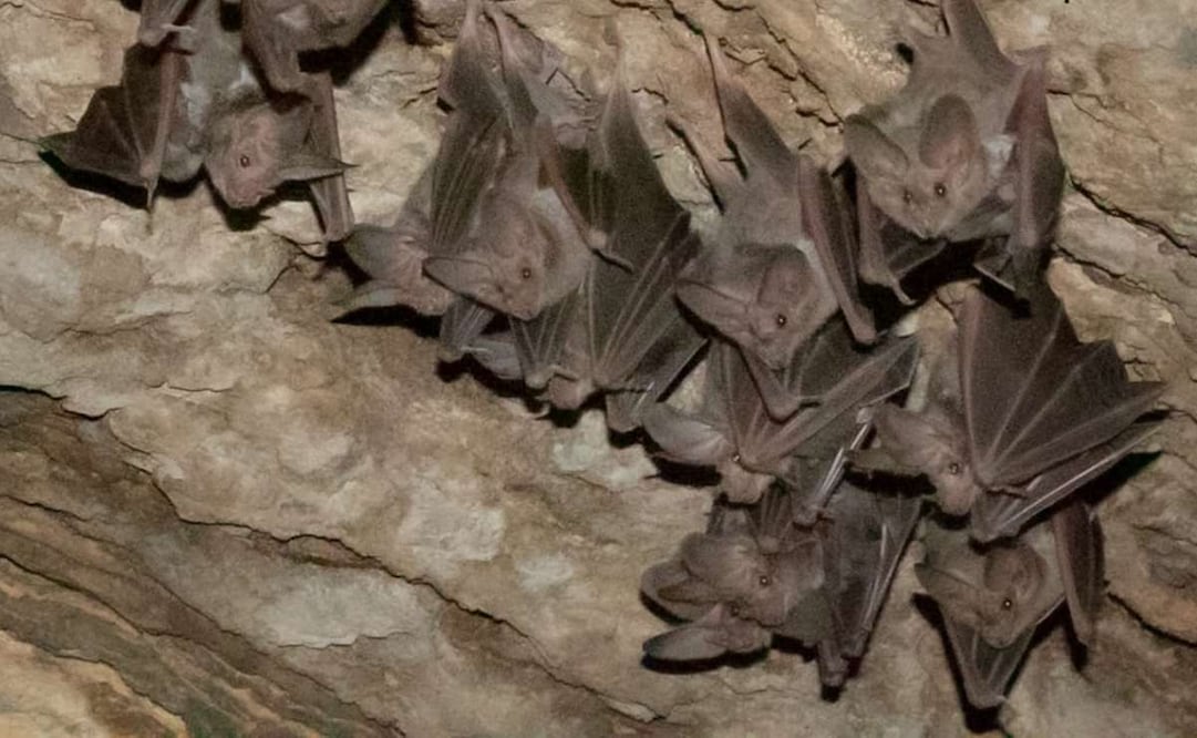 Colonia de murciélago orejón mexicano en Cueva del Cerrito de la comunidad de San Sebastián Zinacatepec, Puebla. Foto: Conanp